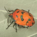 Tectocoris diophthalmus